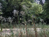 220804_iPhone8785dxo1