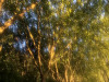 220809_iPhone8826dxo1