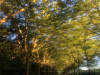 220809_iPhone8828dxo1
