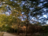 220809_iPhone8832dxo1