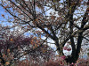 240401_iPhone2178dxo