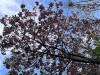 240401_iPhone2184dxo