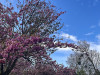 240409_iPhone2218dxo