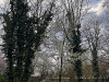PhotoiPhone_250311_4252dxo