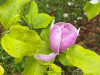 PhotoiPhone_250421_4447dxo