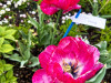 PhotoiPhone_250421_4450dxo