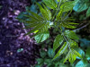 PhotoiPhone_250804_5007dxo1