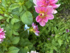 PhotoiPhone_250806_5064dxo1