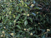 PhotoiPhone_250915_5520dxo