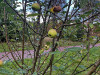 PhotoiPhone_250915_5542dxo