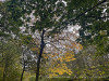 PhotoiPhone_251017_5670dxo