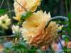 DSC02158dxo